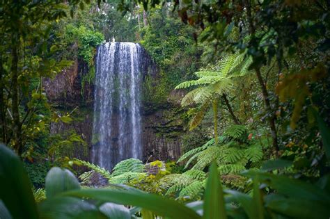 Cairns City Guide: Unveiling Tropical Wonders and Adventure
