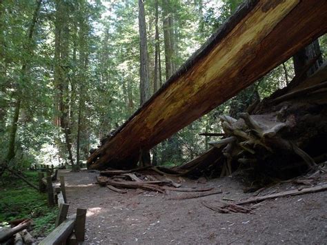Can I See Redwoods Without Going To Muir Woods?
