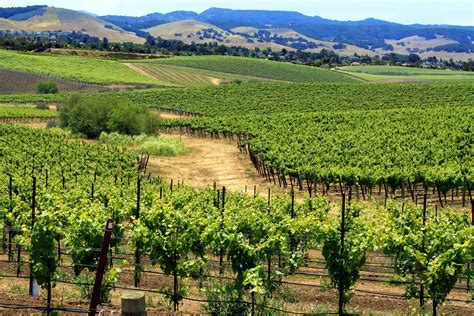 What City In California Has The Most Vineyards?