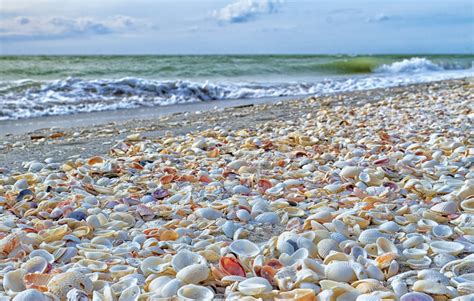Can You Take Shells Off The Beach In Florida?