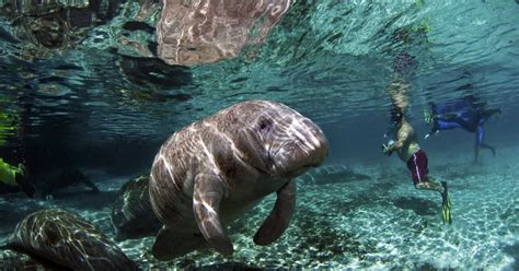 Where Can I Swim With Manatees In Florida For Free?